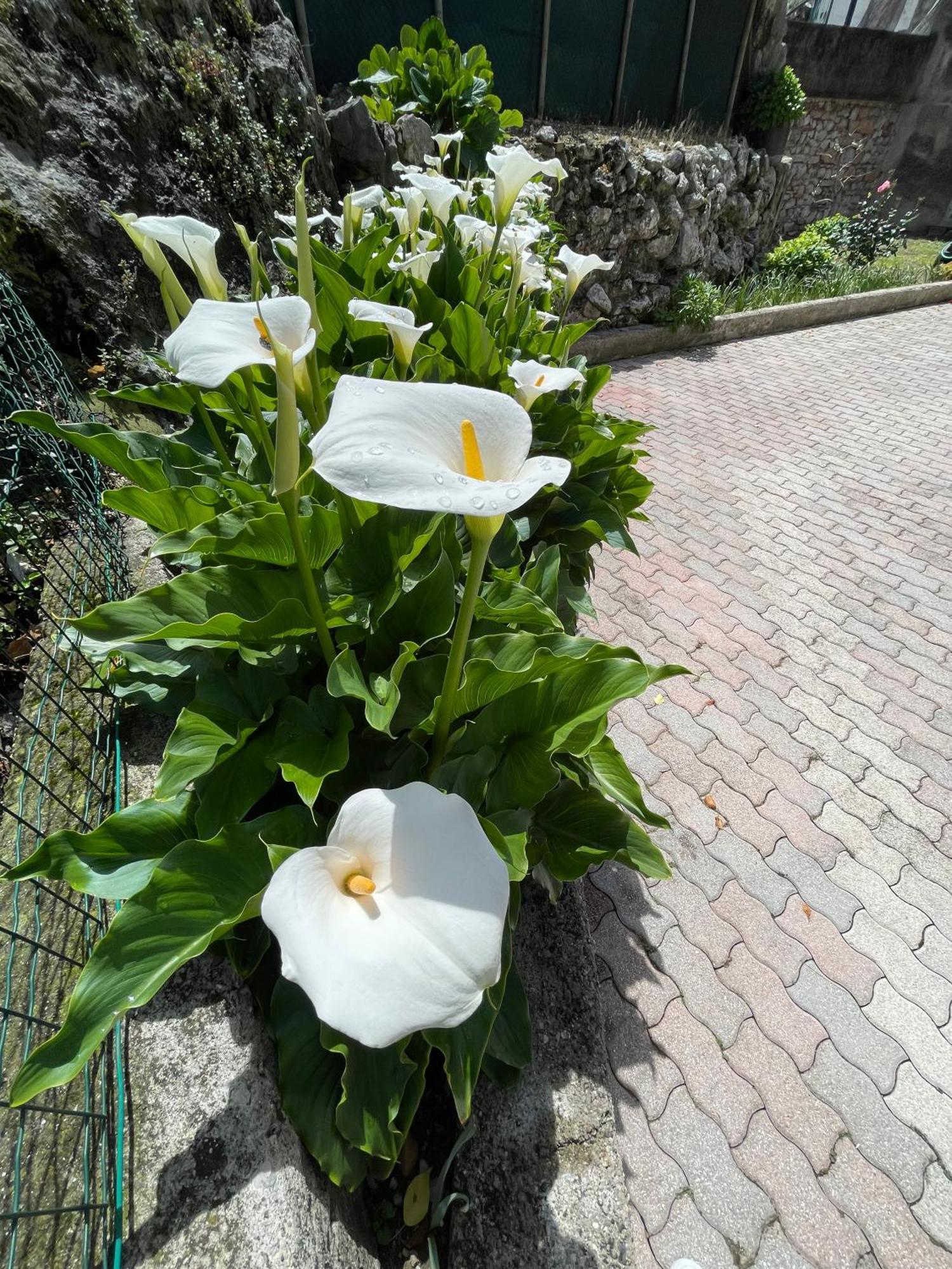 Le Calle Holiday Apartments Torbole Sul Garda Exterior foto